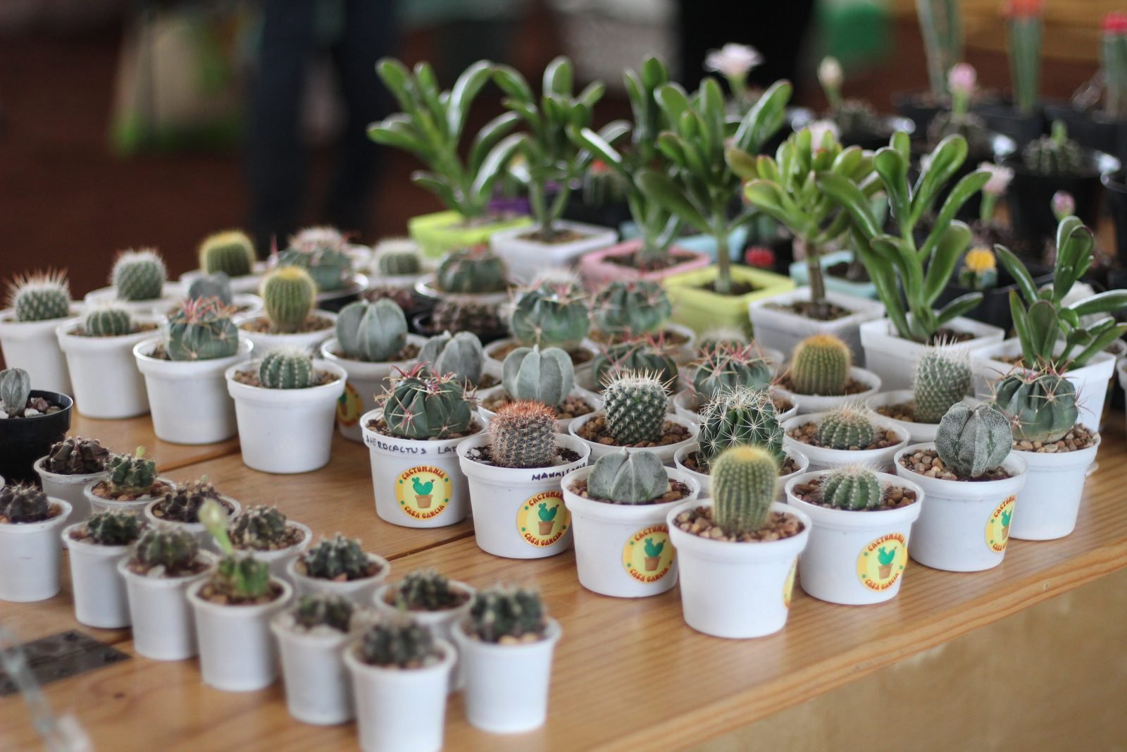 Rows of potted cacti and succulents on a wooden table