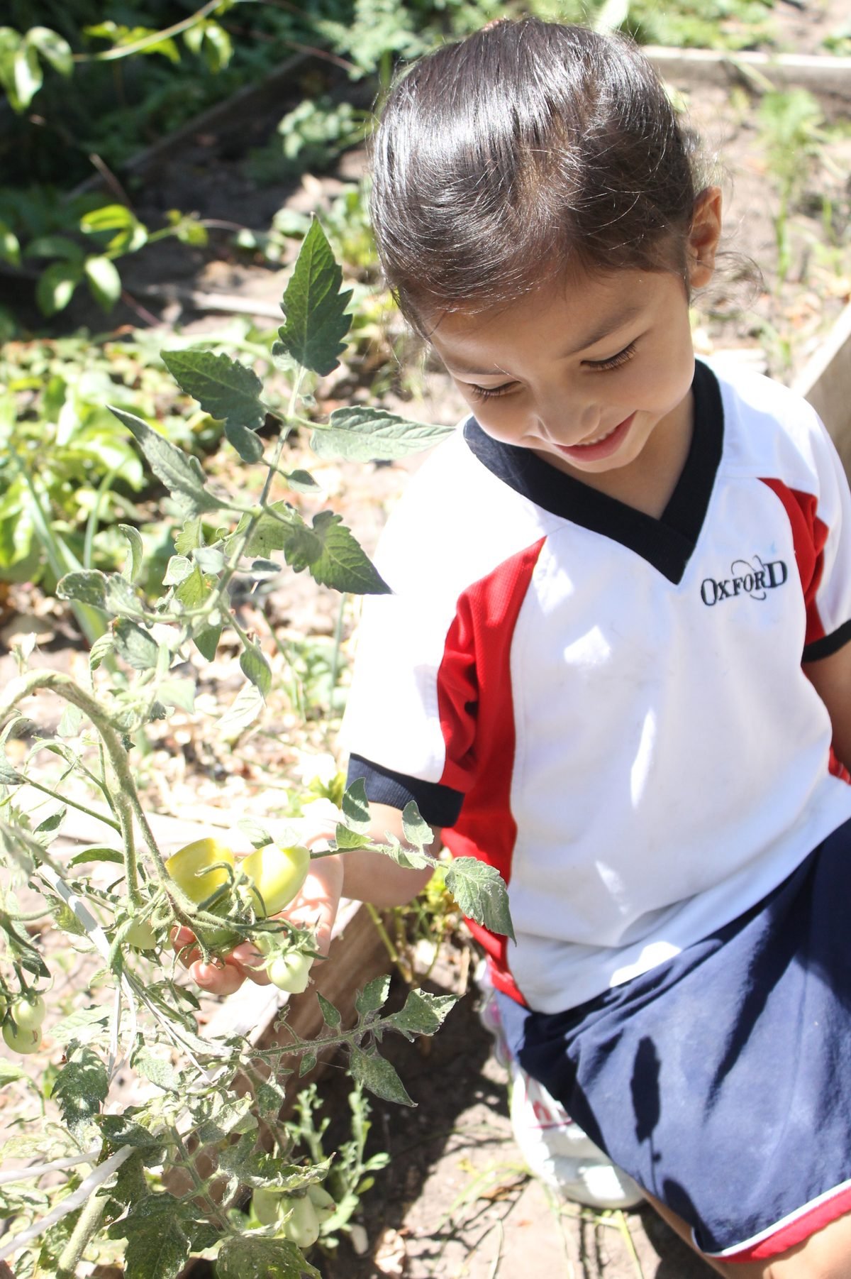 An Oxfordian student picking tomatoes in the school garden