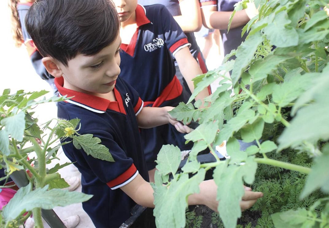 Oxfordian students tending tomato plants in the school garden